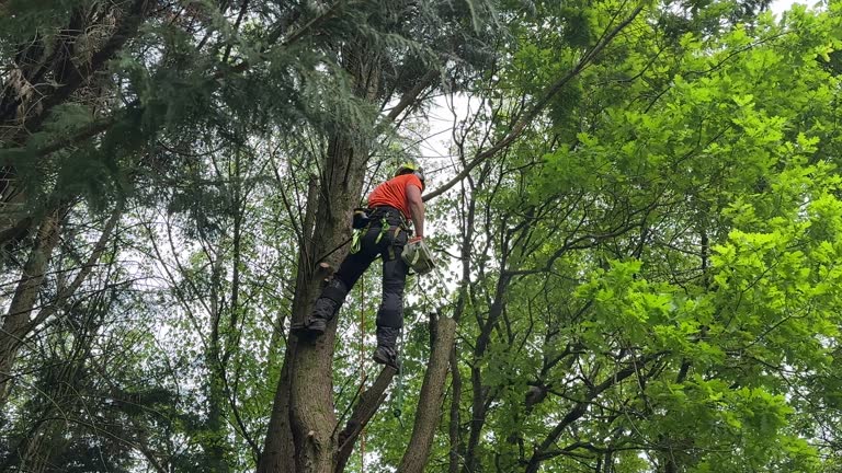 Trusted Orangevale, CA Tree Services Experts