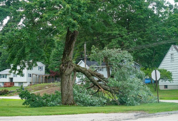 Why Choose Our Tree Removal Services in Orangevale, CA?